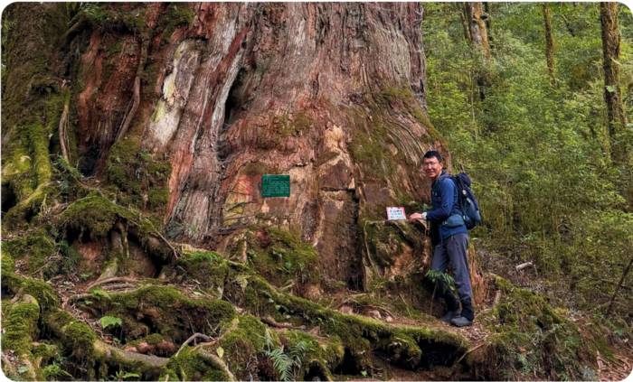 超過2500歲的南山神木(台灣扁柏)圖片
